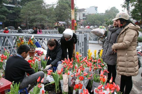 Tulip Việt giá 30 nghìn hút người mua 15
