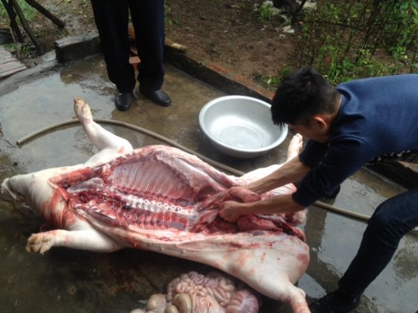 Chùm ảnh: Xem “đụng lợn” ngày Tết ở làng quê 21