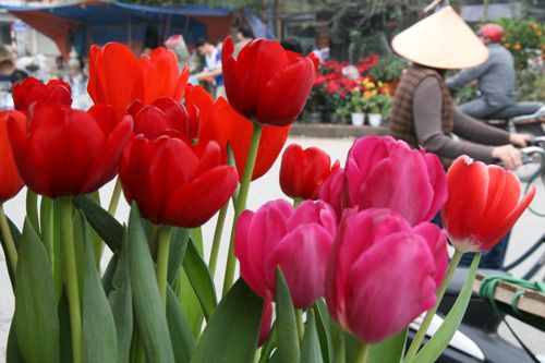 Tulip Việt giá 30 nghìn hút người mua 21