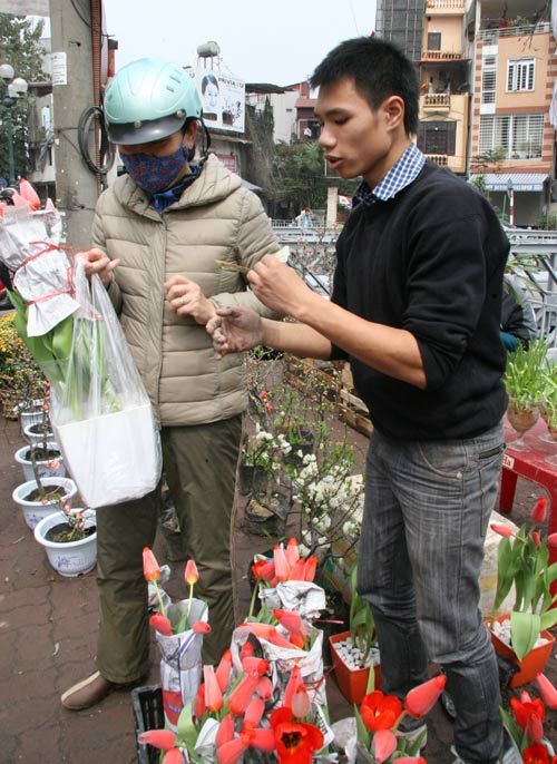 Tulip Việt giá 30 nghìn hút người mua 9
