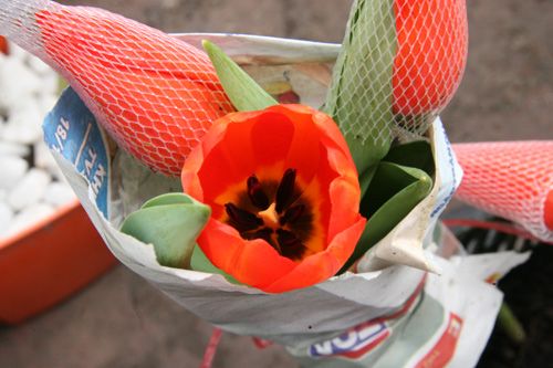 Tulip Việt giá 30 nghìn hút người mua 6