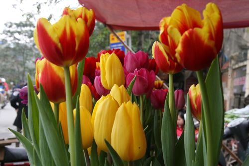 Tulip Việt giá 30 nghìn hút người mua 24