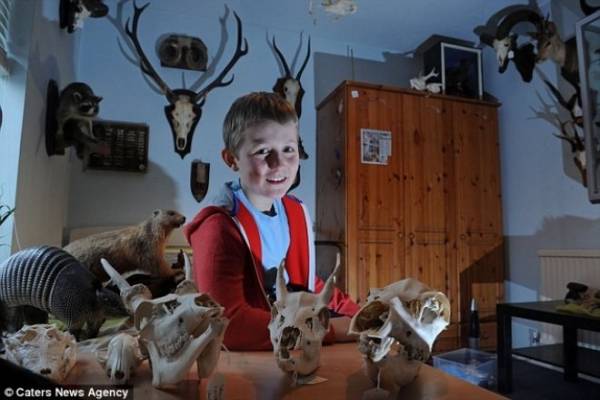 Cậu bé 12 tuổi có sở thích sưu tập xác động vật trong nhà