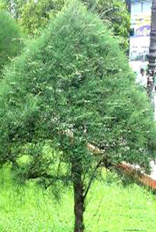 5 loại cây xui xẻo không trồng trong vườn nhà 6