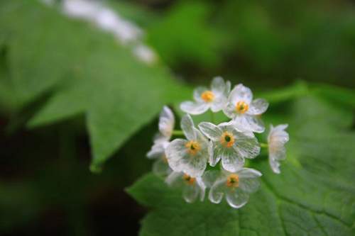 Mỏng manh hoa trắng chuyển trong suốt khi trời mưa 24
