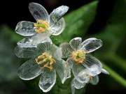 Mỏng manh hoa trắng chuyển trong suốt khi trời mưa