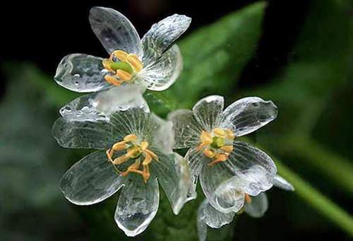 Mỏng manh hoa trắng chuyển trong suốt khi trời mưa 27