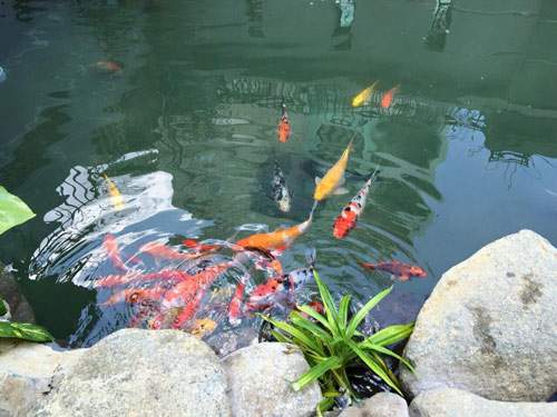 Cao Thái Sơn khoe hồ cá mới to như bể bơi 51