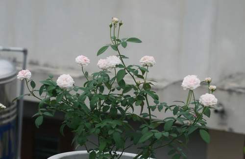 Băn khoăn nên mua hoa hồng Trung Quốc hay Thái Lan 12