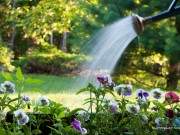 6 tác dụng chẳng ai ngờ của nước tiểu trong vườn