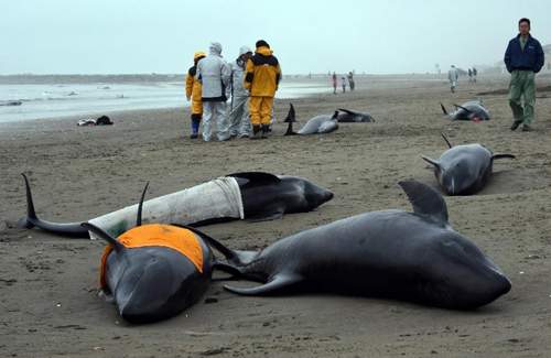 Hơn 130 cá voi mắc cạn ở Nhật Bản