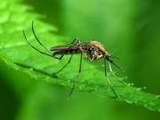 Muỗi "e ngại" tránh xa cây gia vị trong nhà
