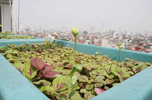 Hà Nội: Phát thèm vườn rau tầng 10 nhìn ra hồ lộng gió 27