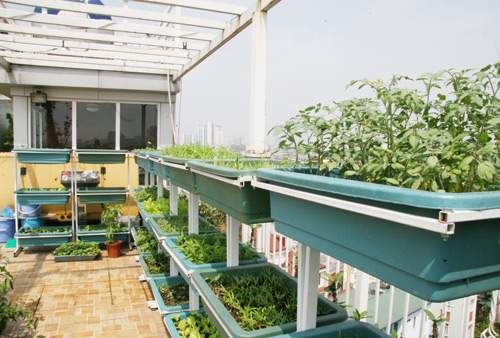 Hà Nội: Phát thèm vườn rau tầng 10 nhìn ra hồ lộng gió 9