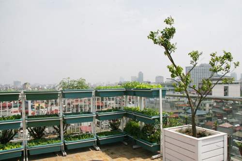 Hà Nội: Phát thèm vườn rau tầng 10 nhìn ra hồ lộng gió 42