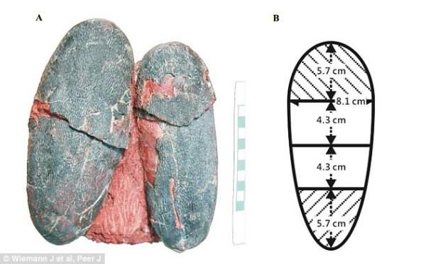 Bất ngờ với những quả trứng có màu sắc rực rỡ để ngụy trang của khủng long