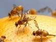 Mẹo tự nhiên đuổi ruồi giấm tránh xa hoa quả trong nhà
