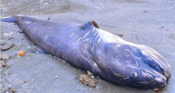 Xác cá lạ khổng lồ trôi dạt vào bờ biển Nghệ An