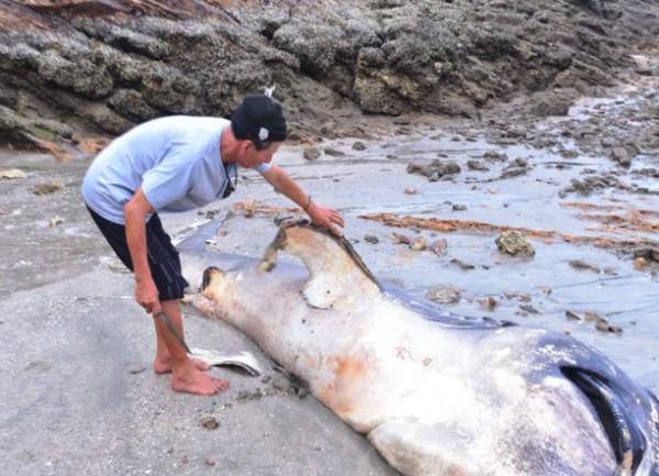 Cá mập “khủng” trôi dạt vào bờ biển Nghệ An