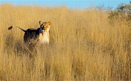 Du khách Mỹ thiệt mạng vì bị sư tử Nam Phi tấn công