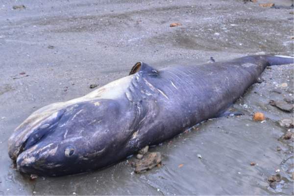 Cá mập “khủng” trôi dạt vào bờ biển Nghệ An 2