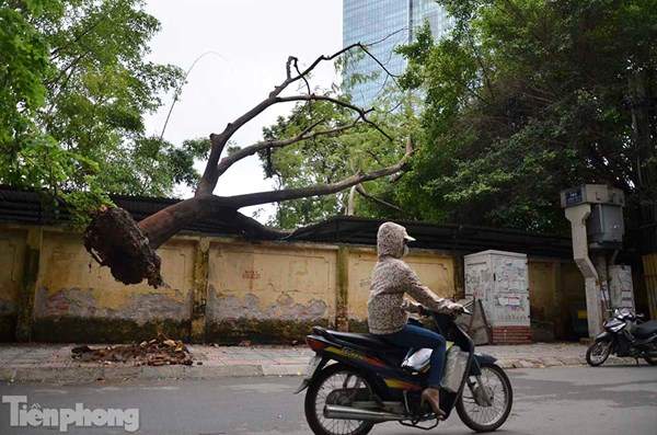 HN: Phượng cổ thụ đổ sập lên nóc nhà sau cơn cuồng phong 10