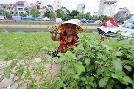 Khi dân Hà thành ra phố... trồng rau 15