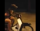 Clip "Chó lái xe máy đèo chủ" gây xôn xao trên mạng tuần qua