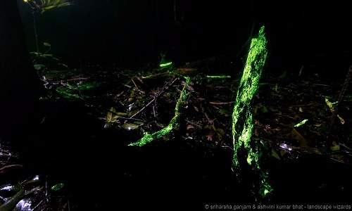 Kỳ lạ nấm phát quang mọc trên vỏ cây khiến cho cả khu rừng phát sáng