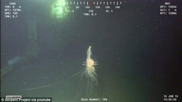 Phát hiện "quái vật Spaghetti bay" dưới biển sâu ở Angola 3