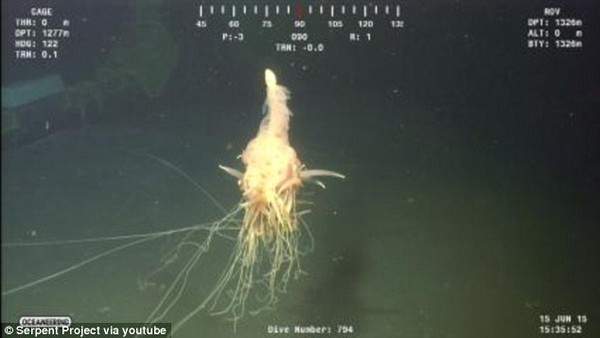 Phát hiện "quái vật Spaghetti bay" dưới biển sâu ở Angola 2