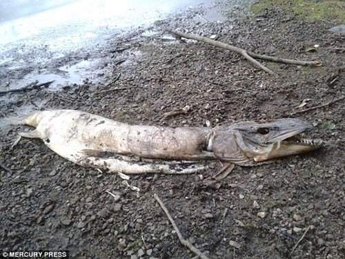 Kinh ngạc phát hiện xác "thủy quái" trên bờ hồ ở Anh