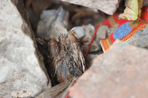 Cái chết bi thương của chim phóng sinh mùa Vu Lan 9