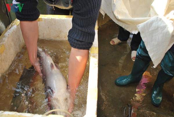 Tận mắt xem cá hồi sinh sản ở Việt Nam 3