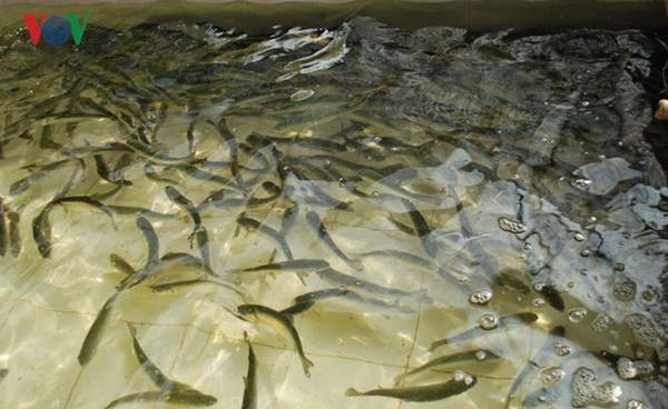 Tận mắt xem cá hồi sinh sản ở Việt Nam 13