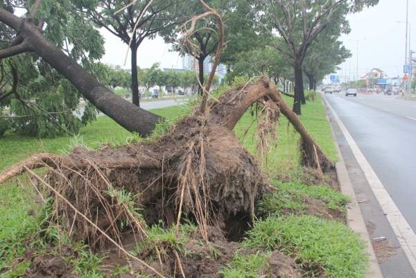 Hàng loạt cây xanh bật gốc sau trận mưa lớn ở Sài Gòn 5