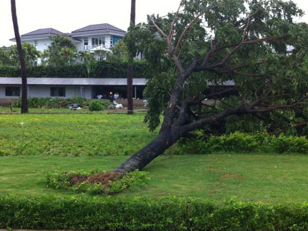 Cây xanh ngã đổ hàng loạt ở Đà Nẵng là do trồng ẩu