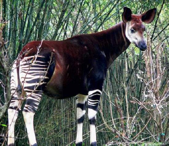 Loài Okapi ẩn hiện