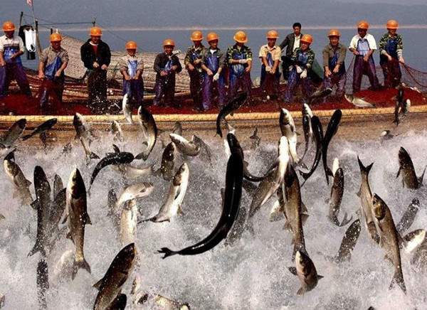 Cá trắm đen 90kg mắc lưới ở Trung Quốc 2