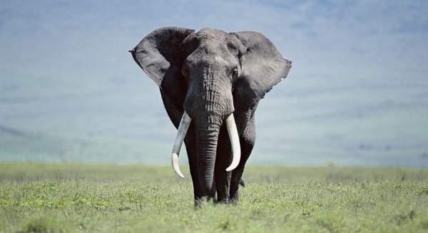 Những khám phá cực hay ho về loài voi khổng lồ 2