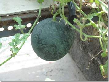 Bí quyết trồng dưa hấu nặng trĩu quả tại nhà 21