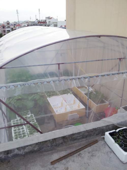 Trai Hải Phòng chi 4 triệu làm nhà lưới trồng rau sân thượng 12