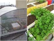 Trai Hải Phòng chi 4 triệu làm nhà lưới trồng rau sân thượng