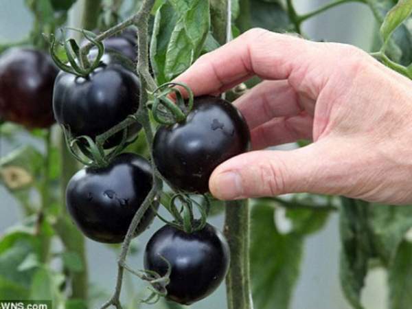 Cận cảnh màu sắc kì lạ của “siêu thực phẩm” cà chua đen 6