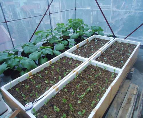 Trai Hải Phòng chi 4 triệu làm nhà lưới trồng rau sân thượng 36