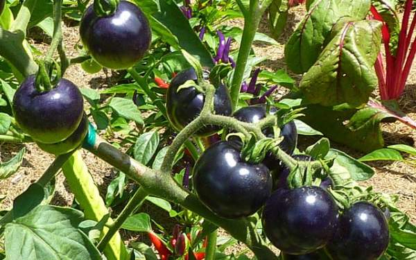 Cận cảnh màu sắc kì lạ của “siêu thực phẩm” cà chua đen 12