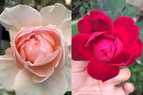 HN: Lạc giữa vườn hồng tình yêu của đôi vợ chồng già 33