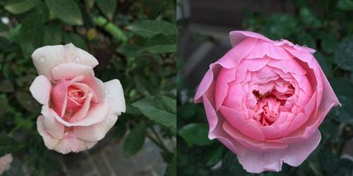 HN: Lạc giữa vườn hồng tình yêu của đôi vợ chồng già 36