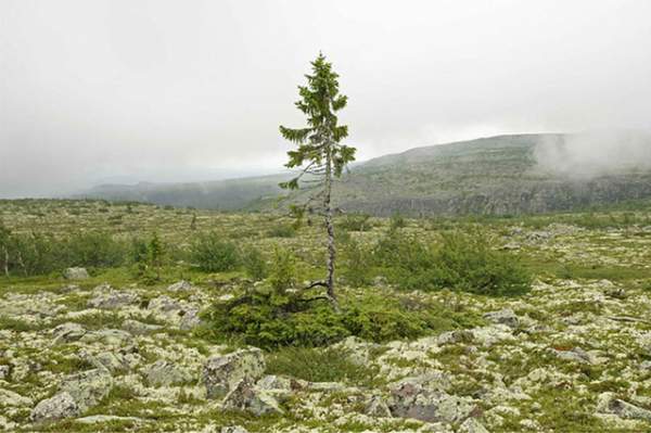 Tìm thấy cây lâu đời nhất thế giới - 9500 tuổi 2