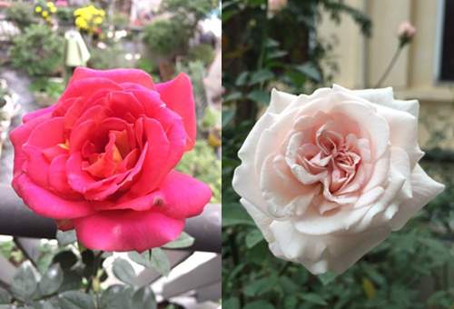 HN: Lạc giữa vườn hồng tình yêu của đôi vợ chồng già 39